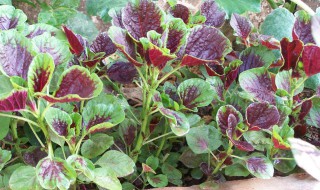 苋菜的营养价值及功效与作用（苋菜的营养价值及功效与作用禁忌）