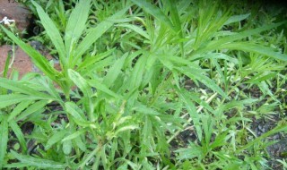 春季白蒿食用方法 春天白蒿的吃法