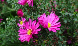 荷兰菊什么季节播种(荷兰菊什么时候播种最好)