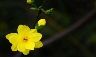 迎春花习性养护小知识 迎春花的养护与种植方法