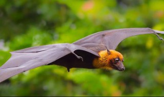 埃博拉病毒名字的由来（埃博拉病毒名字的由来和历史）