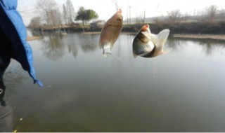 水皮钓鱼技巧 鲫鱼钓水皮钓法