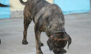 加纳利犬怎么区分普加和道加 加纳利犬分普加和道加?