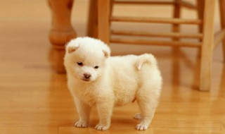 太原养狗要办证吗 太原养狗要办证吗最新消息