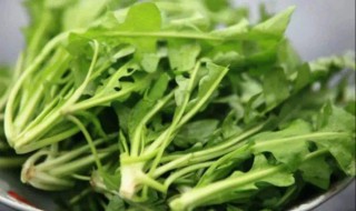 地菜怎么做不苦（地菜怎么做不苦涩）