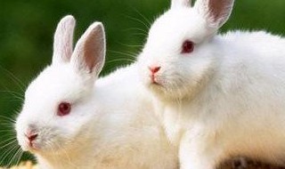 兔子产后如何护理 兔子产后如何护理,能喝红糖水吗