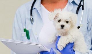 兽医和宠物医生是一样的吗（畜牧兽医和宠物医生的区别）