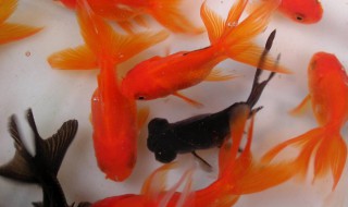 金鱼尾巴变黑 金鱼尾巴变黑怎么治疗