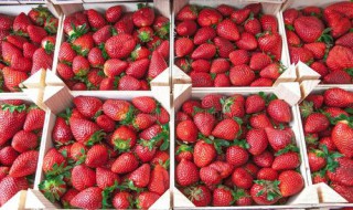 我国生产草莓的市场优势是什么 我国生产草莓的市场优势