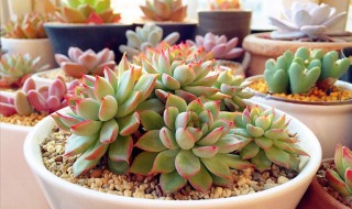 多肉生根粉的使用方法（多肉用生根粉的使用方法）