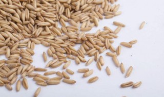 麦粒适合什么季节钓鱼（小麦粒钓鱼适用于什么季节?）