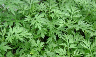 大叶艾草和小叶艾草哪个好（大叶艾草和小叶艾草的区别）