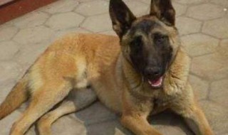 1岁的马犬相当于人类的几岁 1岁的马犬相当于人类的几岁的狗