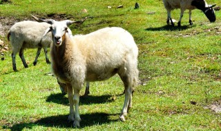 藏羊养殖技术 藏羊养殖技术措施