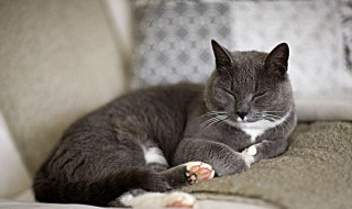 关于猫的句子 关于猫的句子说说