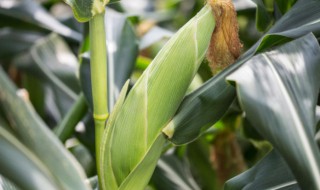 玉米和大豆怎么种 大豆跟玉米种植