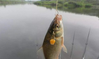 香蕉香精适合钓什么鱼 香蕉香精适合钓什么鱼用