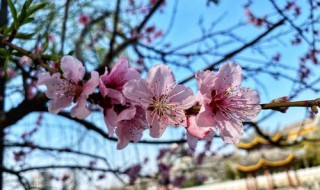 桃花盛开日期（桃花盛开日期怎么看）