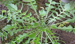 荠菜肉馅怎样调馅视频 荠菜肉馅怎样调馅