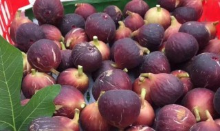 无花果和百香果一样吗 百香果跟无花果一样吗