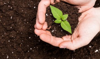 硫元素在土壤中起什么作用 硫磺对土壤的作用