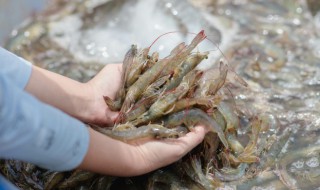 辣椒炒虾怎么炒好吃 虾仁炒辣椒怎么炒好吃