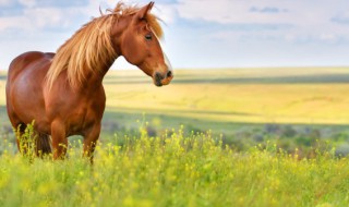 马古代时期怎么称呼（马在古代称为什么）