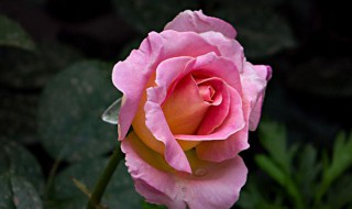 月季花是草本植物还是木本植物（月季属于草本植物还是木本）