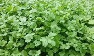 春天不能种香菜吗（春天不能种香菜吗视频）