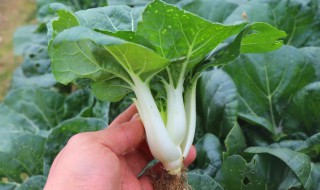 奶白菜的营养价值（奶白菜有什么营养价值）