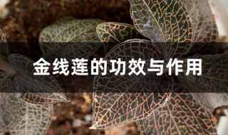 干金线莲的功效与作用 干金线莲的功效与作用有哪些