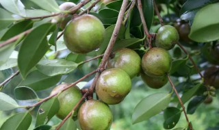 广西油茶的功效与作用（广西油茶的功效和作用）