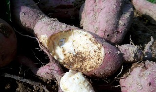 生红薯的功效与作用（生红薯的功效与作用能吃吗）