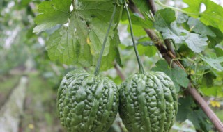 山苦瓜的功效与作用（山苦瓜的功效与作用蕃一小番薯）