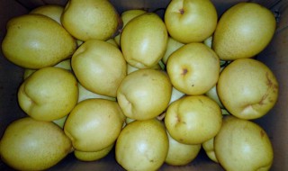 贡梨的功效与作用（贡梨的功效与作用是什么）