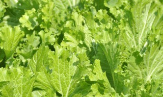 金芥菜的功效与作用（金芥菜的功效与作用及禁忌）