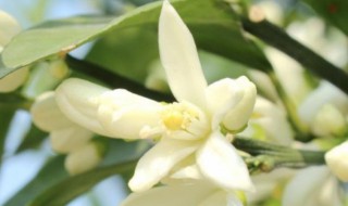 苦橙花纯露的功效与作用（苦橙纯露的功效及作用）