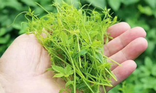 灵草的功效与作用（灵草的功效与作用及食用方法）