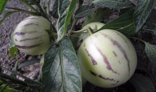 吃人参果的功效与作用（咳嗽能吃人参果的功效与作用）