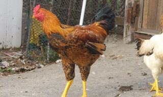 公鸡冠的功效与作用（公鸡冠的功效和作用）