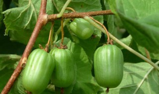 狗枣子的功效与作用 狗枣子的功效与作用图片