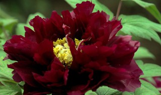 牡丹根的功效与作用 白臭牡丹根的功效与作用