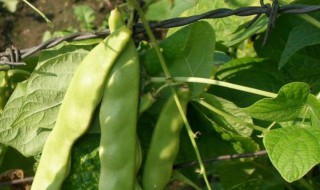 菜豆的功效与作用（干蚕豆的功效与作用）