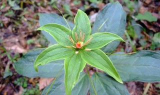 参花的功效与作用 长白山人参花的功效与作用