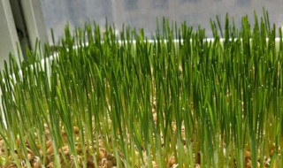 冬麦草片的功效与作用(冬麦草片的功效与作用禁忌)