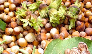 生大榛子的功效与作用 生大榛子的功效与作用