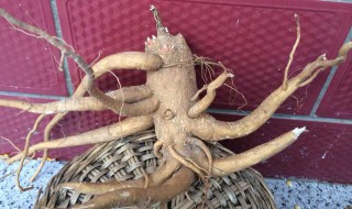 草参的功效与作用 草参的功效与作用禁忌