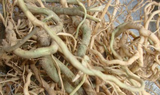 倒吊黄的功效与作用 倒吊黄花功效与作用