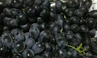 手指黑提子的功效与作用（手指黑提的营养价值）