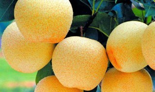 雪梨汁的功效与作用（石榴雪梨汁的功效与作用）